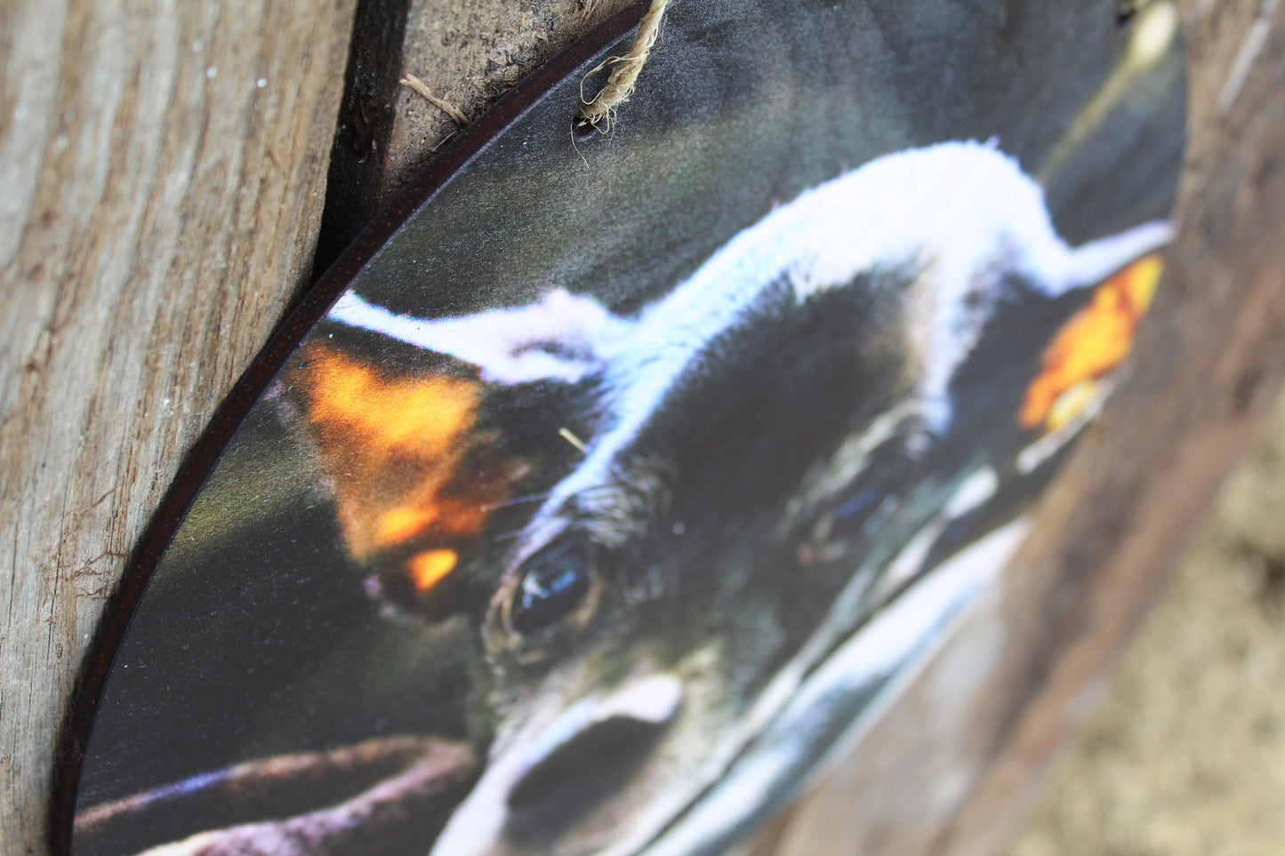 Pet Photo Dog Photo Your Photos on Wood Memories on Wood Your Picture Printed Personalized Custom Gift Idea Home Decor USA