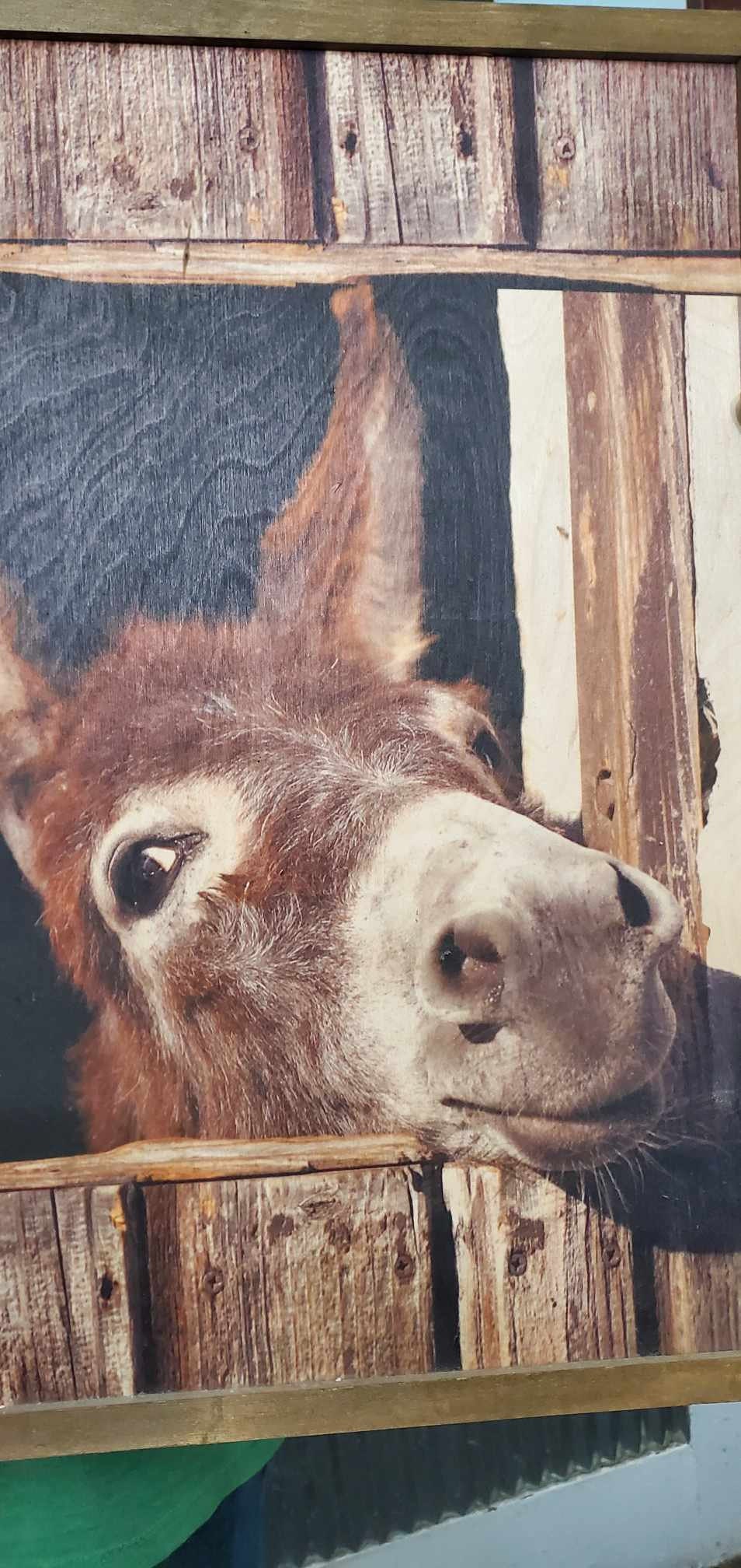 Donkey Mule Peek a boo Jack Barn Farm Hobby Animal Lover Cute Rustic Printed Living Room Home Decor Handmade Printed Livestock Framed