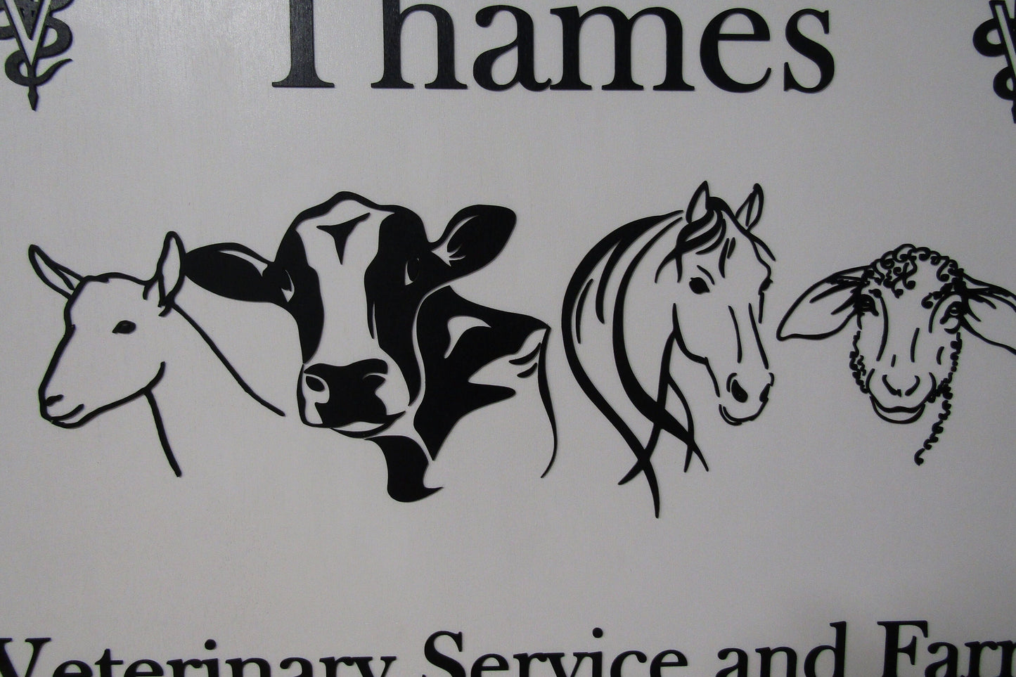 animal graphic