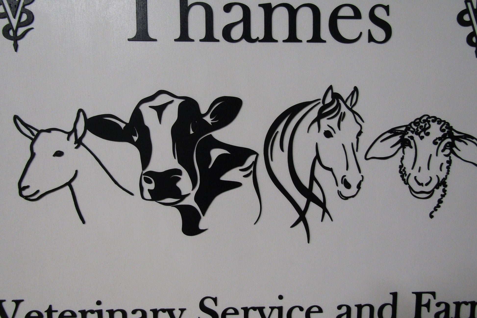 animal graphic