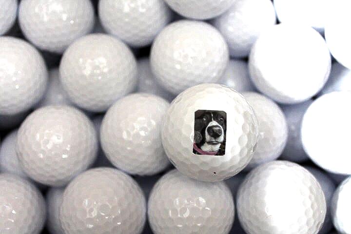 Your Image on a Golf Ball Custom Logo Personalized Picture Your Dog Pet on a Golf Ball Gag Gift Fathers Day Gift Wholesale Bulk Your Design!